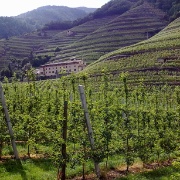03_Triacca (2)